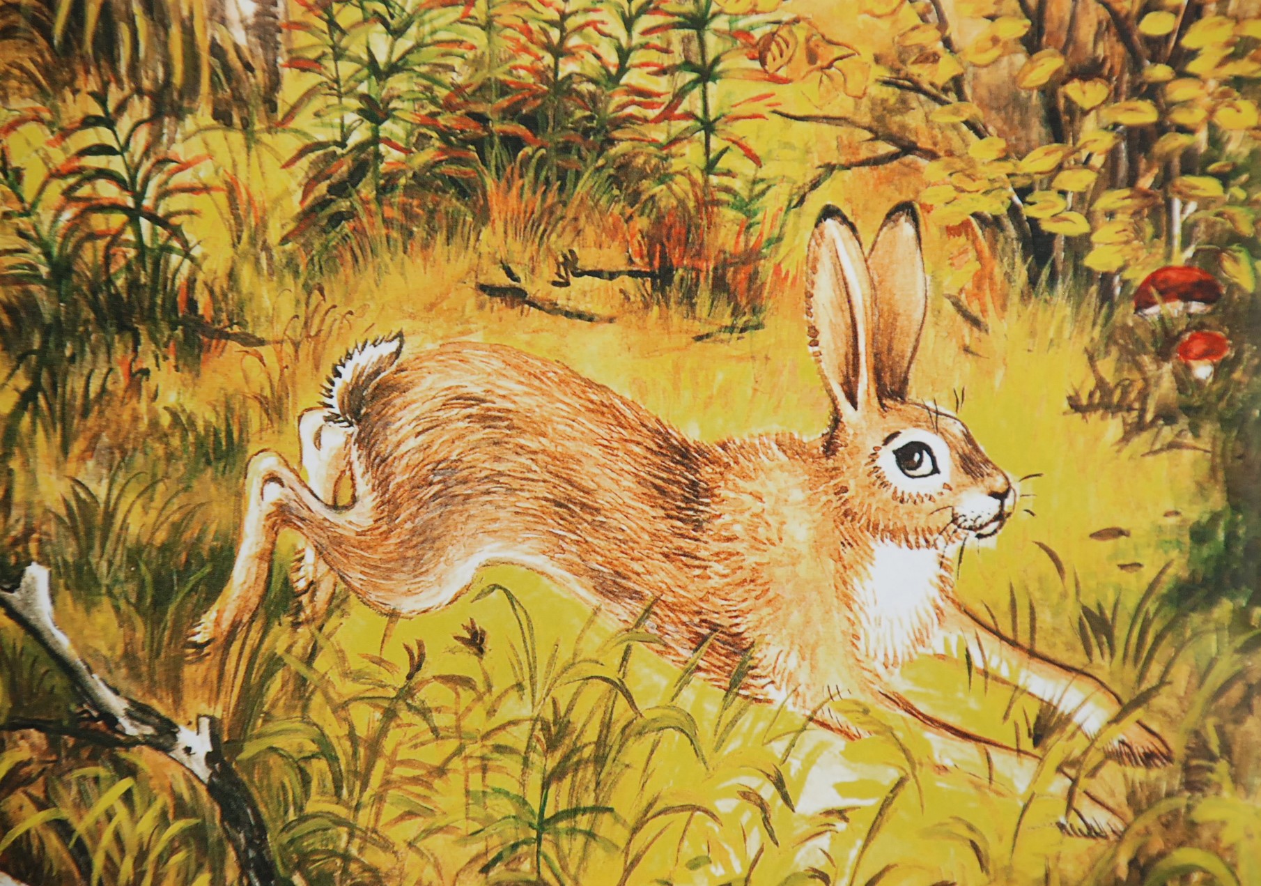 У зайца хвост короткий а уши. Заяц с длинными ушами. Почему у зайца длинные уши и короткий хвост. Отчего у зайца длинные уши. Осенний лес с пробегающим зайцем.